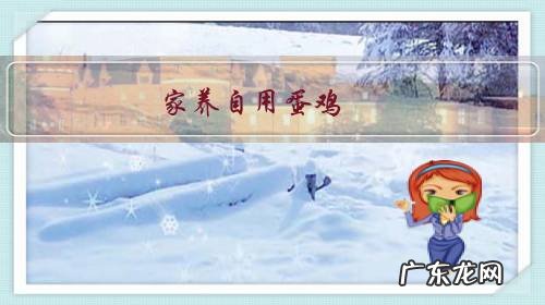 家养自用蛋鸡,有什么鸡品种,可以一天一蛋的?