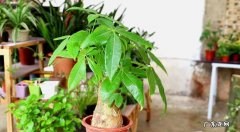 发财树的养殖方法与注意事宜