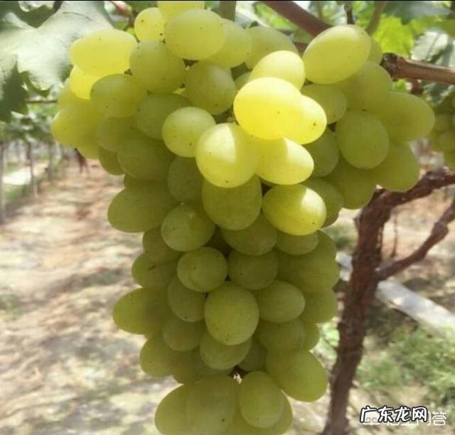 最好的早中晚葡萄品种是哪些