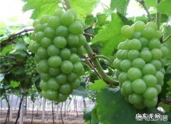 最好的早中晚葡萄品种是哪些