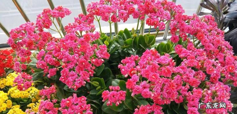 家里最旺气的十种花