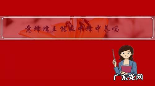 中蜂附近可以养意蜂吗 意蜂蜂王能在中蜂中养吗?