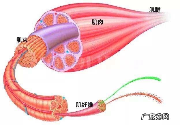 瑜伽什么是阴什么是阳