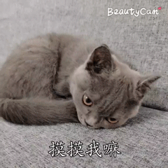 狗和猫 在家里养小动物，应该注意什么呢