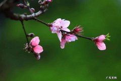 代表好运的花是什么花