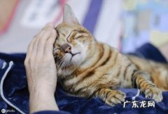 朋友圈晒猫说什么