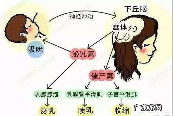 产后三个月哺乳期内怎样减肥在不影响哺乳的情况下如何减掉大肚腩