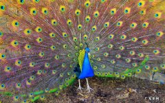 孔雀开屏是公的还是母的
