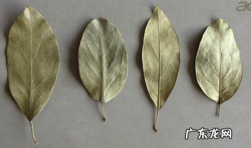 冬青有多少种类