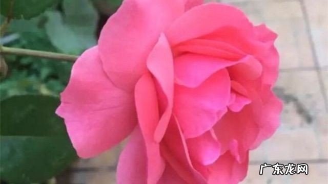 月季修剪后什么时候能开花