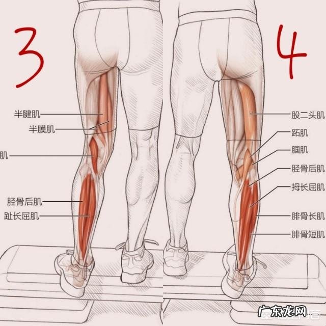什么动作可以在运动后有效地拉伸小腿,避免肌肉腿