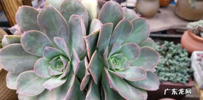 法师多肉养殖方法