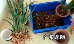 兰花的养殖方法