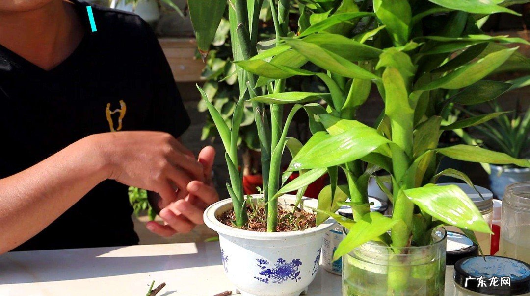 富贵竹崔芽方法