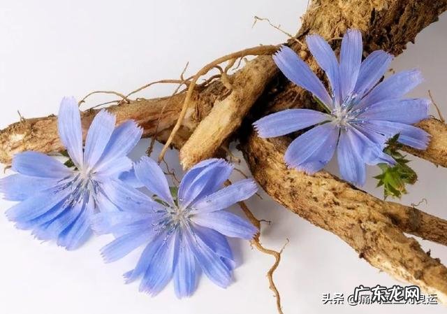 为什么有人说菊苣可以缓解痛风真的有用吗