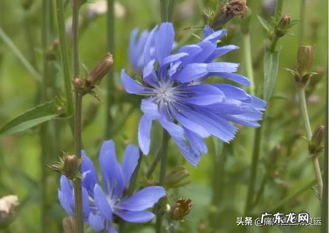 为什么有人说菊苣可以缓解痛风真的有用吗