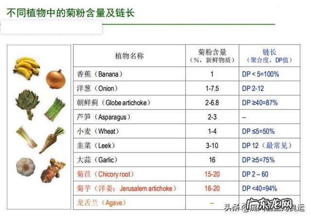 为什么有人说菊苣可以缓解痛风真的有用吗