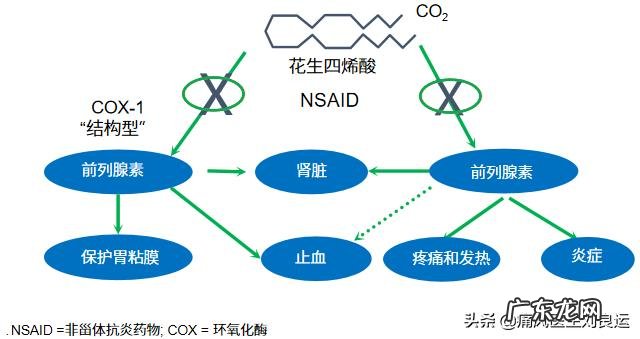 为什么有人说菊苣可以缓解痛风真的有用吗