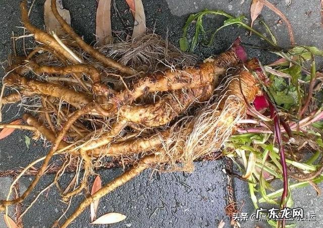 为什么有人说菊苣可以缓解痛风真的有用吗