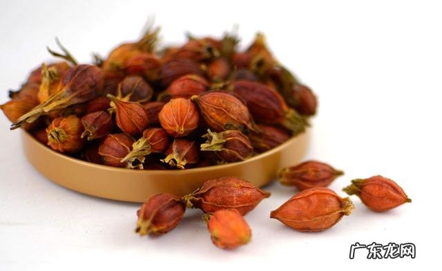 为什么有人说菊苣可以缓解痛风真的有用吗