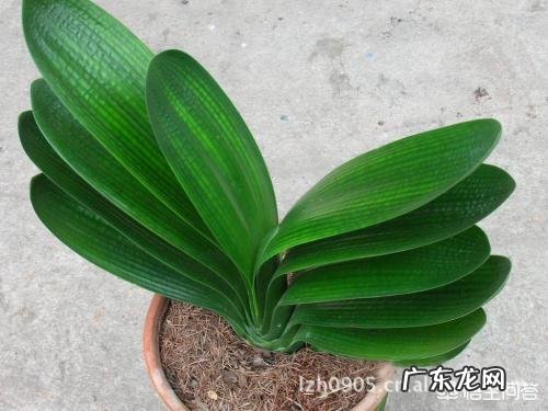 怎么种花?有哪些种植技巧?