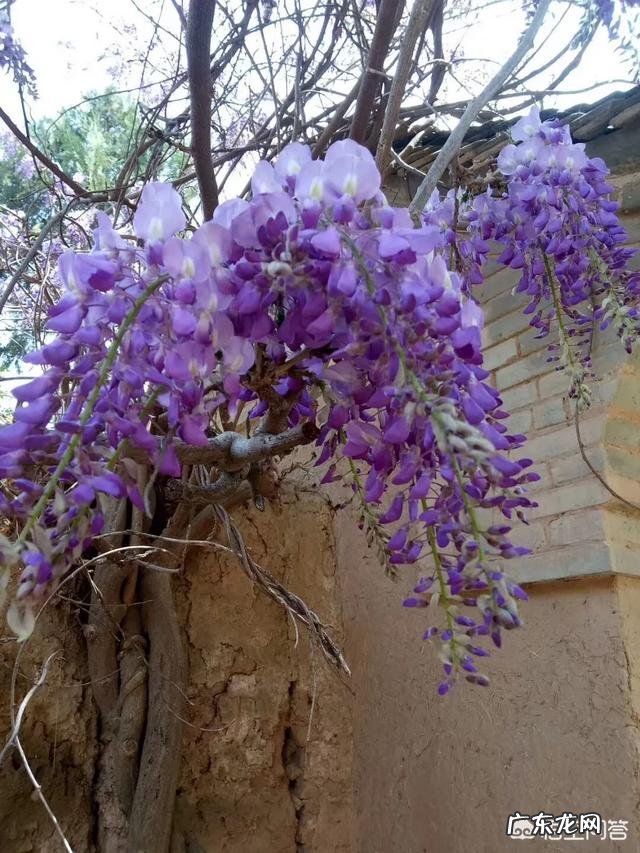 怎么种花？有哪些种植技巧？