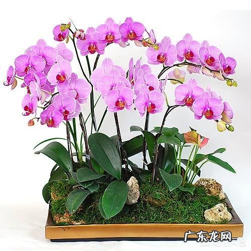 怎么种花?有哪些种植技巧?