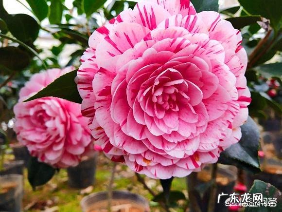 怎么种花？有哪些种植技巧？