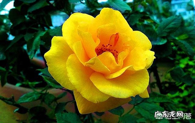 怎么种花？有哪些种植技巧？