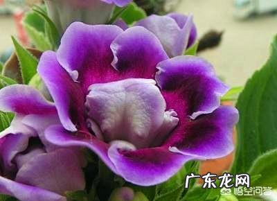 怎么种花？有哪些种植技巧？