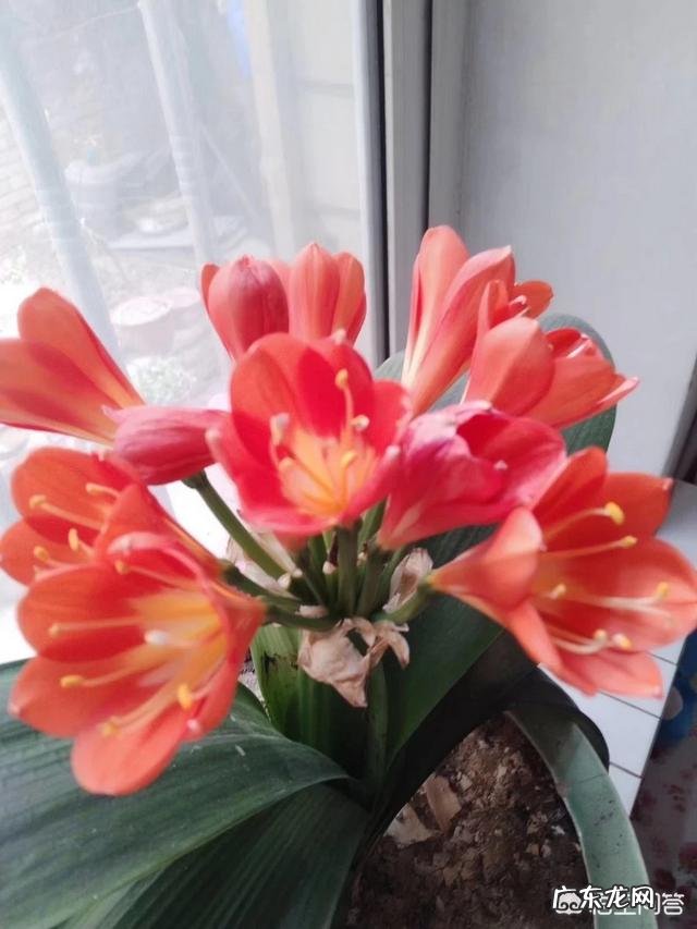 怎么种花？有哪些种植技巧？