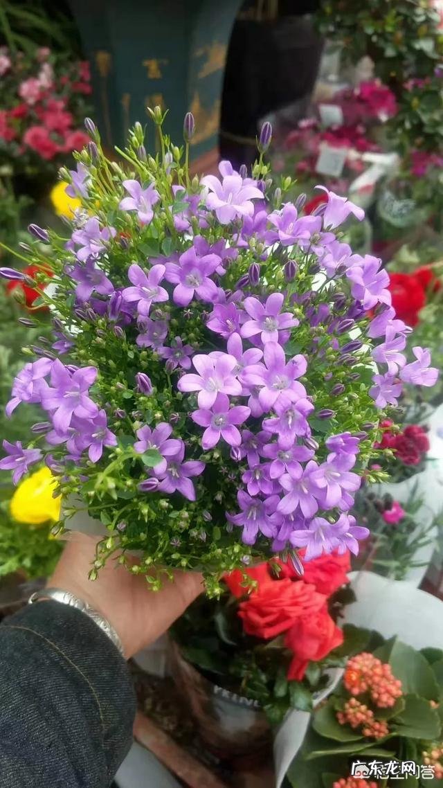 怎么种花？有哪些种植技巧？