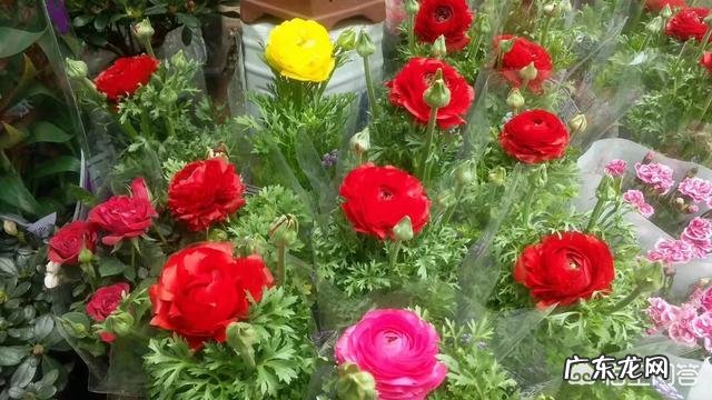 怎么种花?有哪些种植技巧?