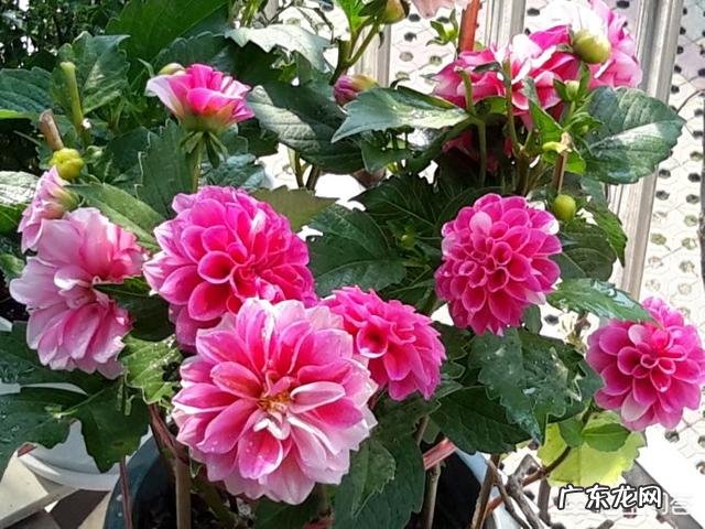 怎么种花?有哪些种植技巧?