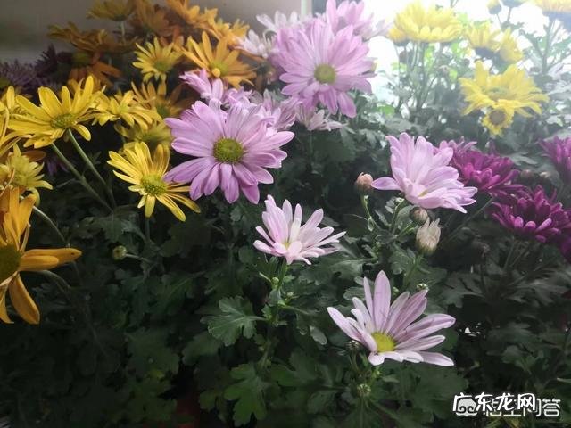 怎么种花？有哪些种植技巧？