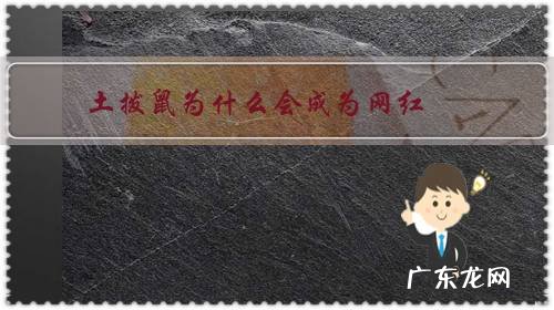 网红土拨鼠叫什么名字 土拨鼠为什么会成为网红?