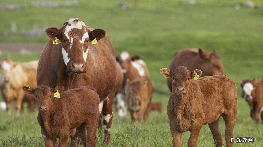 养牛的成本和利润分析