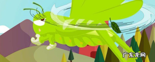 尖头绿蚂蚱的特点