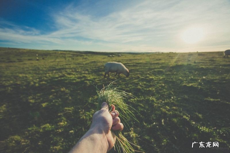 超广角镜头拍什么合适