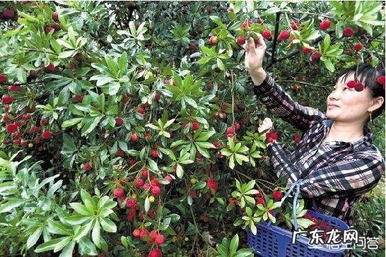 用盐水泡杨梅真的很多虫子出来吗？