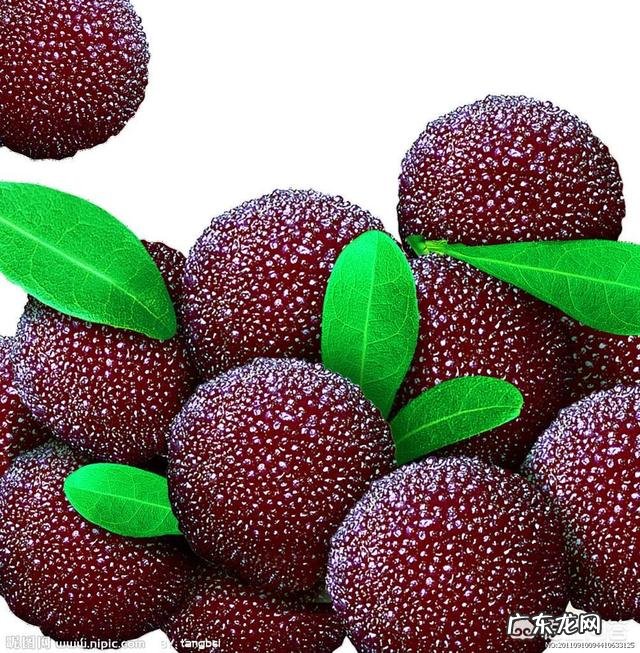 用盐水泡杨梅真的很多虫子出来吗？