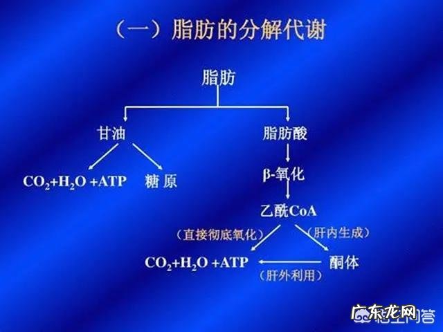 除了运动,如何能加速体内脂肪的分解