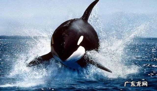 凶狠的大白鲨为什么不吃虎鲸，是因为打不过吗