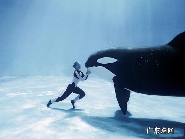 凶狠的大白鲨为什么不吃虎鲸，是因为打不过吗