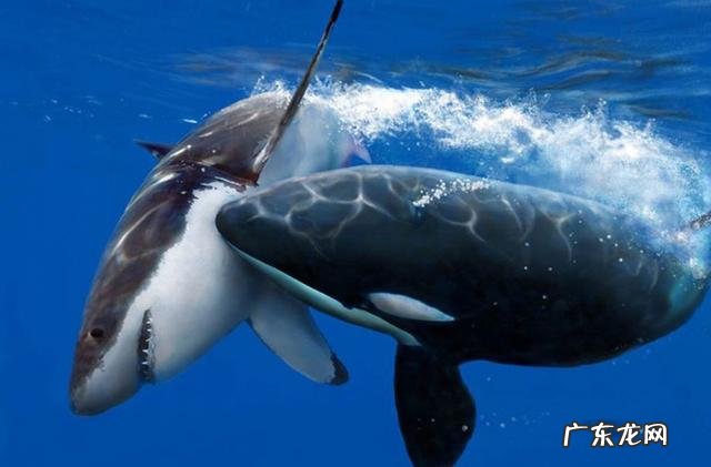 凶狠的大白鲨为什么不吃虎鲸，是因为打不过吗