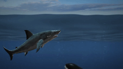 凶狠的大白鲨为什么不吃虎鲸，是因为打不过吗