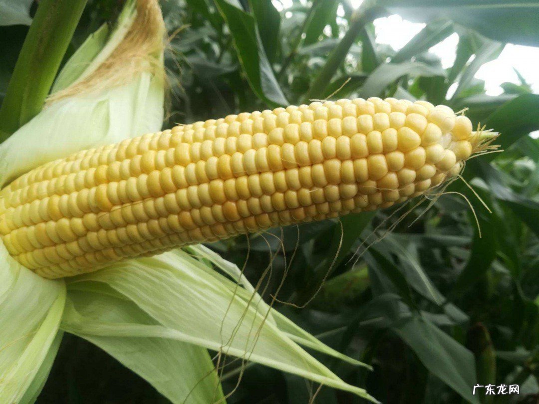 不糯的玉米怎么吃