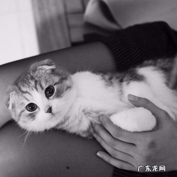 养了一个粘人的猫,是怎样的体验