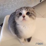 养了一个粘人的猫，是怎样的体验