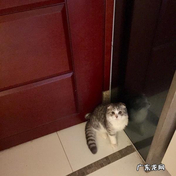 养了一个粘人的猫,是怎样的体验